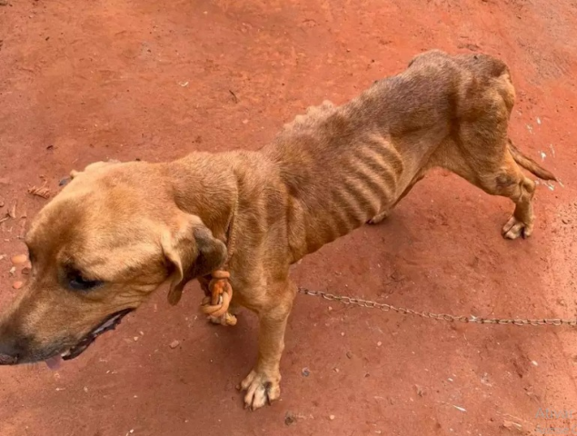 Projeto cria cadastro estadual de pessoas punidas por maus-tratos a animais