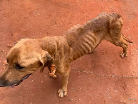 Projeto cria cadastro estadual de pessoas punidas por maus-tratos a animais