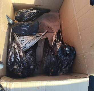 Suspeita de maus-tratos: cerca de 60 pombos s&atilde;o encontrados em sacos de lixo