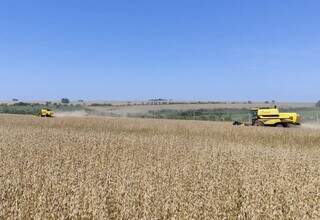 Recuperação judicial no agro cresce 22% e MS soma 38 pedidos Recuperação judicial no agro cresce 22% e MS soma 38 pedidos
