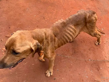 Projeto cria cadastro estadual de pessoas punidas por maus-tratos a animais
