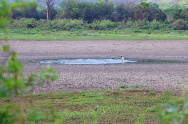 El Ni&ntilde;o encontra Pantanal mais seco e Cerrado com menos vegeta&ccedil;&atilde;o