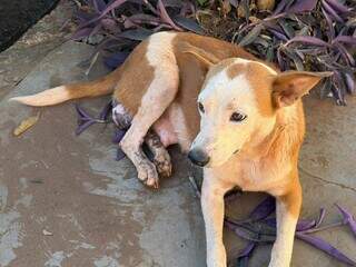 Cadela doente é amarrada a hidrante e abandonada perto da Santa Casa Cadela doente é amarrada a hidrante e abandonada perto da Santa Casa