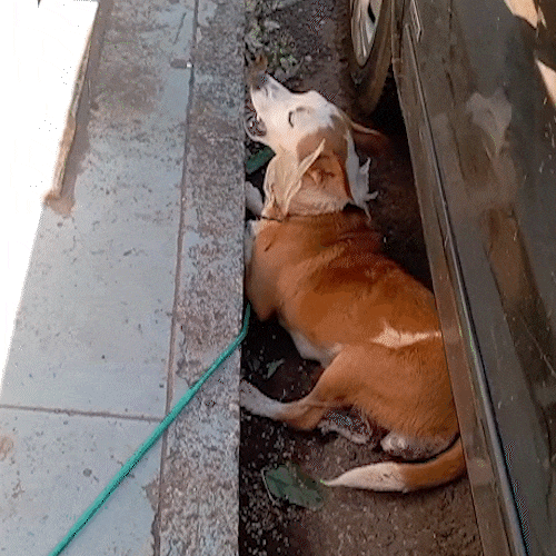 Cadela doente &eacute; amarrada a hidrante e abandonada perto da Santa Casa