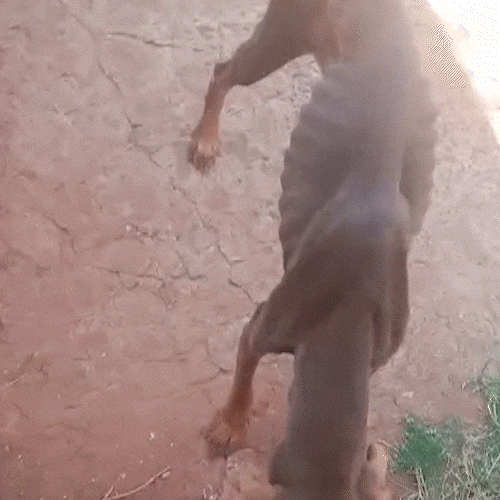 Cachorro &eacute; encontrado com sinais de maus-tratos em terreno na Mata do Jacinto
