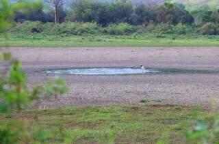 El Ni&ntilde;o encontra Pantanal mais seco e Cerrado com menos vegeta&ccedil;&atilde;o