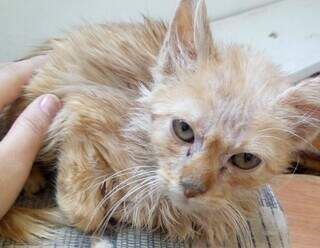 ONG pede ajuda para salvar gato Jake de infec&ccedil;&atilde;o dent&aacute;ria