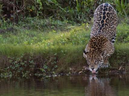 Pantanal entra na fase para quem sonha em dar de cara com uma on&ccedil;a, com cautela