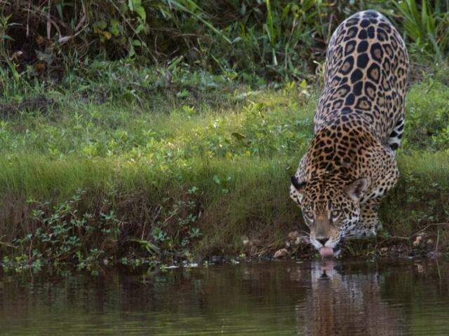 Pantanal entra na fase para quem sonha em dar de cara com uma on&ccedil;a, com cautela