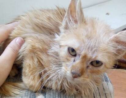 ONG pede ajuda para salvar gato Jake de infec&ccedil;&atilde;o dent&aacute;ria