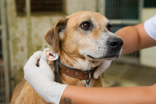Cachorro n&atilde;o passa leishmaniose para humanos; entenda como ocorre