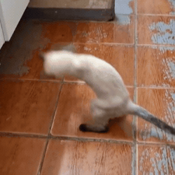 Gatinha que escapou da eutan&aacute;sia agora reina em pet shop no Jardim Los Angeles