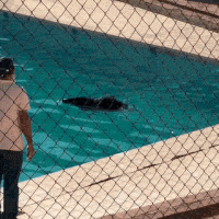 No Pantanal, queixada &eacute; flagrada tomando banho de piscina na UFMS 