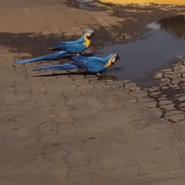 Araras saciam sede em buraco com &aacute;gua parada no centro de S&atilde;o Gabriel do Oeste