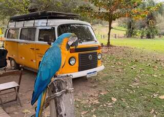 Casal abandonou escritório para ser feliz na estrada e morar em Kombi Casal abandonou escritório para ser feliz na estrada e morar em Kombi