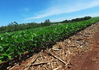 Soja enfrenta El Niño e produtor precisa se preparar para chuvas irregulares Soja enfrenta El Niño e produtor precisa se preparar para chuvas irregulares