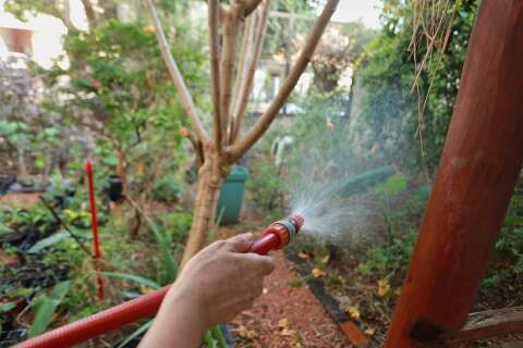 Calor infernal n&atilde;o perdoa nem as plantas; aprenda a salvar as suas