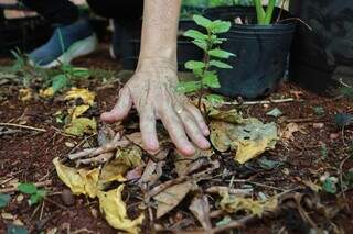Calor infernal n&atilde;o perdoa nem as plantas; aprenda a salvar as suas
