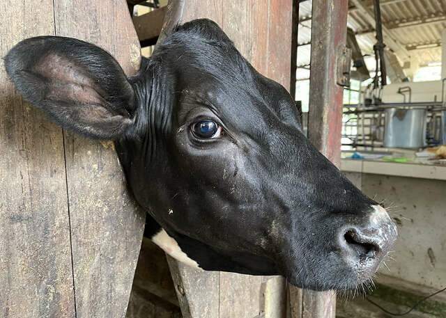 Embrapa em Campo Grande ajuda a identificar nova bact&eacute;ria que afeta bovinos