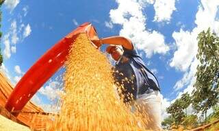 Sorgo, soja e algodão entram no Venda em Balcão para alimentação animal Sorgo, soja e algodão entram no Venda em Balcão para alimentação animal