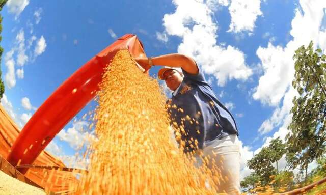 Sorgo, soja e algod&atilde;o entram no Venda em Balc&atilde;o para alimenta&ccedil;&atilde;o animal