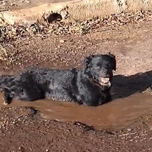 Para espantar o calor&atilde;o, cachorro improvisa "piscina" em buraco de rua