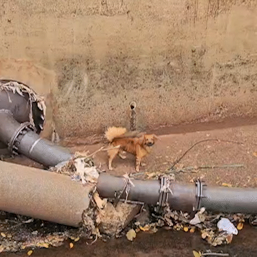 Clube dos caramelos? Como tanto cachorro vai parar dentro do C&oacute;rrego Segredo 