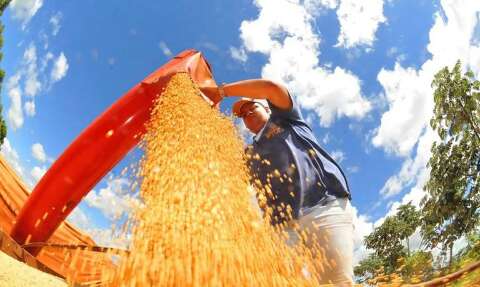Sorgo, soja e algod&atilde;o entram no Venda em Balc&atilde;o para alimenta&ccedil;&atilde;o animal