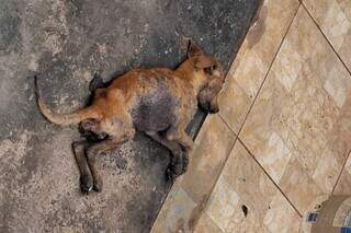Cachorro &eacute; encontrado agonizando em casa abandonada no Jardim Centro-Oeste