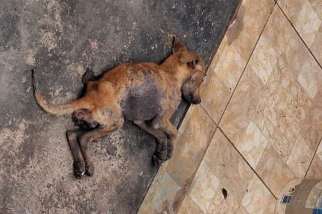 Cachorro &eacute; encontrado agonizando em casa abandonada no Jardim Centro-Oeste
