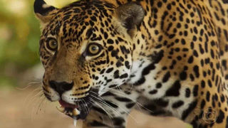 On&ccedil;a que "atuou" em Pantanal est&aacute; prenha e deve ter filhotes em 20 dias