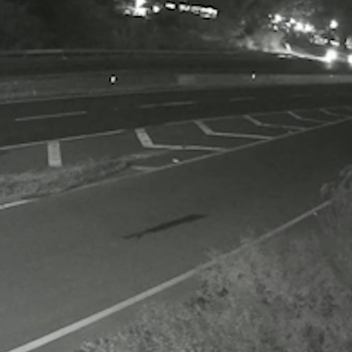 Arquiteta de MS e mais 3 morrem ap&oacute;s carro cair em valeta no Paran&aacute;