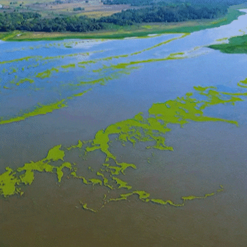 Macr&oacute;fitas do Rio Pardo chegam a Bataguassu e formam extensa mancha verde