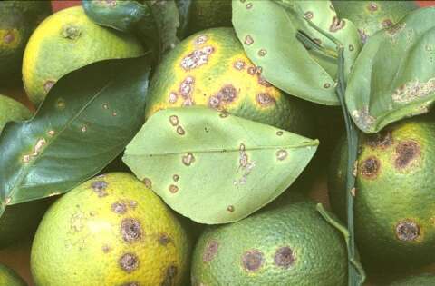 Praga que mancha frutos coloca citros na mira de novo controle nacional