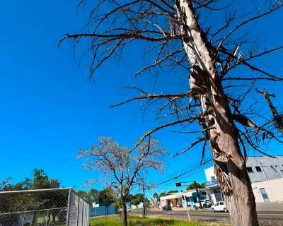 Ap&oacute;s a morte, moradores temem a queda de &aacute;rvore na pra&ccedil;a do Ana Maria do Couto