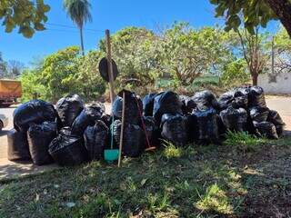 Morte de jovem acende alerta e moradores temem queda de árvore em praça Morte de jovem acende alerta e moradores temem queda de árvore em praça
