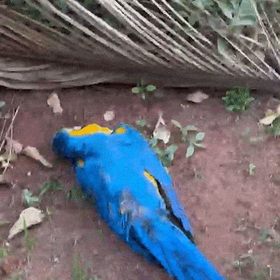 Moradora encontra arara morta e suspeita de disparo com arma de chumbinho