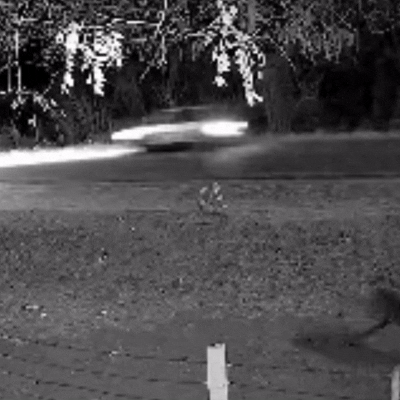 On&ccedil;a tenta atacar outro c&atilde;o em Corumb&aacute;, mas se assusta com barulho
