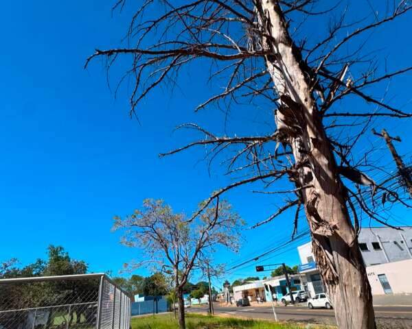 Morte de jovem acende alerta e moradores temem queda de &aacute;rvore em pra&ccedil;a