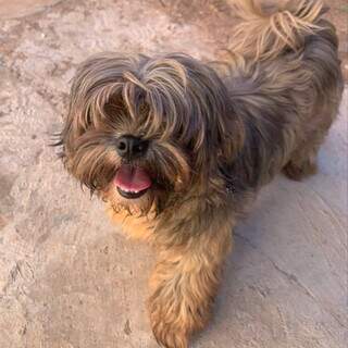 Cachorro &eacute; acolhido, mas foge e continua &agrave; procura do dono no Parati