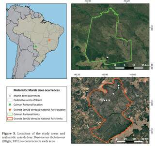 “Descoberto” no Pantanal de MS, veado preto deixa de ser lenda para a ciência “Descoberto” no Pantanal de MS, veado preto deixa de ser lenda para a ciência