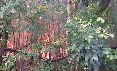 Inc&ecirc;ndio avan&ccedil;a sobre casas e assusta moradores no Jardim Ametista