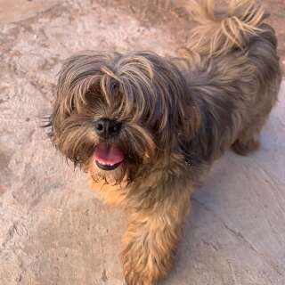 Cachorro perdido procura caminho de volta para casa no Parati