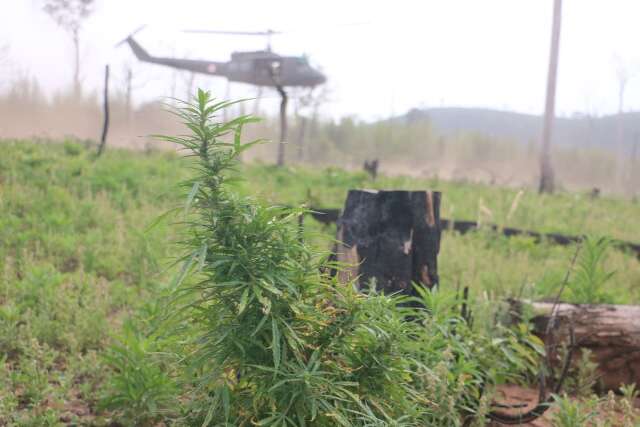 Opera&ccedil;&atilde;o do Paraguai e Brasil mira ro&ccedil;as de maconha em &aacute;reas de preserva&ccedil;&atilde;o