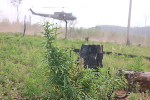 Opera&ccedil;&atilde;o do Paraguai e Brasil mira ro&ccedil;as de maconha em &aacute;reas de preserva&ccedil;&atilde;o