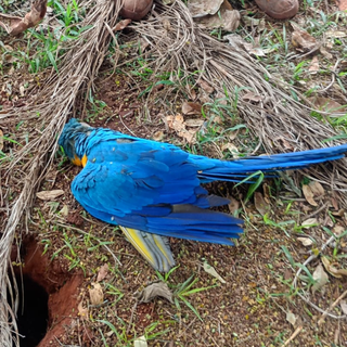 Aves morrem em sequência e moradores suspeitam de tiros de chumbinho Aves morrem em sequência e moradores suspeitam de tiros de chumbinho