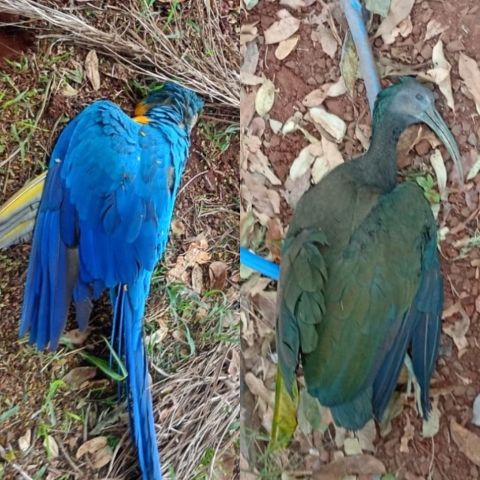 Aves morrem em sequ&ecirc;ncia e moradores suspeitam de tiros de chumbinho