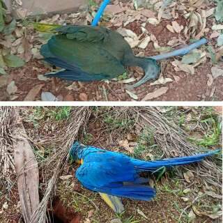 Aves morrem em sequ&ecirc;ncia e moradores suspeitam de tiros de chumbinho