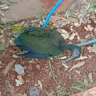 Aves morrem em sequência e moradores suspeitam de tiros de chumbinho Aves morrem em sequência e moradores suspeitam de tiros de chumbinho