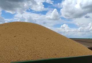 Colheita de milho passa de 1,6 milh&atilde;o de hectares em MS e chega a 75%
